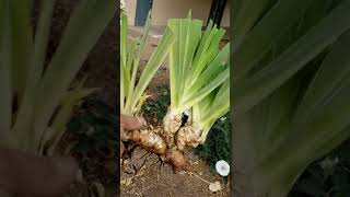 How to Care For Remove and Store Iris Bulbs [upl. by Zanze]