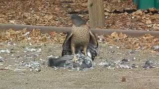 Hawk eats pigeon alive [upl. by Idonna]