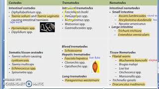 Parasitology 001 c Parasites Classification Helminth Cestodes Trematodes Nematodes [upl. by Aicilram]