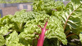 How To Harvest Swiss Chard [upl. by Esalb]