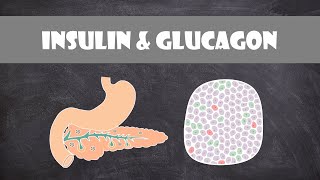 Insulin Receptor and Type 2 Diabetes [upl. by Nirak]