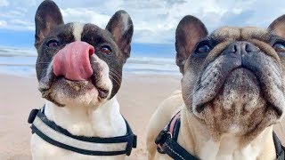 The Best French Bulldog Sounds [upl. by Eirollam]