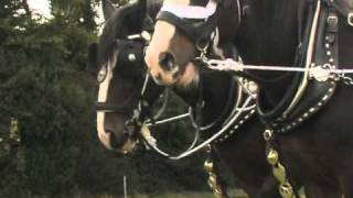 Shire Horse Society demonstration video [upl. by Gothar728]