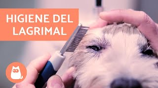 Cómo exprimir las glándulas anales de tu perro [upl. by Farmer]