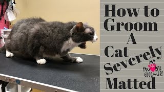 Grooming an extremely matted cat [upl. by Ready]