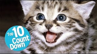 Top 10 Domesticated Cat Breeds [upl. by Eibrik991]