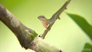 Anole Lizards Adaptations — HHMI BioInteractive Video [upl. by Eleira640]