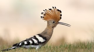 The most beautiful sound of Hoopoe bird  Hudhud  mentioned in Quran [upl. by Alleira]