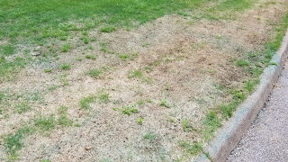 Zoysia  Bringing Zoysiagrass Back To Life  The Grass Factor [upl. by Nnaxor920]