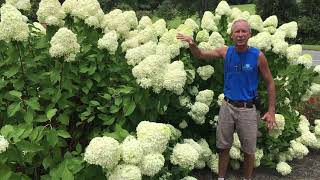 Little Lime Hydrangea [upl. by Tacita]