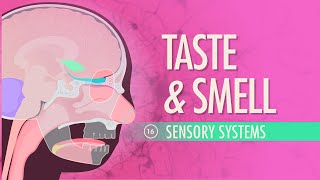 Taste amp Smell Crash Course Anatomy amp Physiology 16 [upl. by Nonarb]