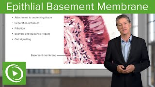 Epithlial Basement Membrane – Histology  Lecturio [upl. by Eenahpets101]