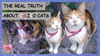 THE REAL TRUTH ABOUT CALICO CATS [upl. by Concha]