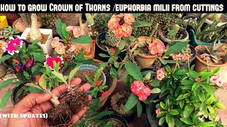 Grow Crown of ThornsEuphorbia Milii From Cuttings Fast N Easy [upl. by Ettenyar978]