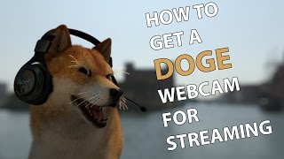 How to Get A Doge Webcam for Streaming [upl. by Adalard]