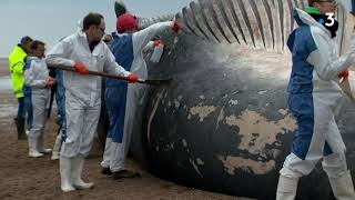 Une baleine echouee sur la plage en Belgique 1 [upl. by Einnad572]