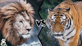 BARBARY LION VS SIBERIAN TIGER  Who Would Win [upl. by Ahcsat]