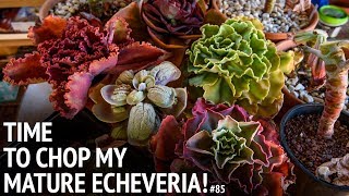 85 Propagating mature echeveria from START to FINISH [upl. by Glenna363]