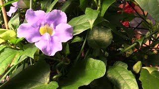 Growing the Blue Skyflower Thunbergia grandiflora [upl. by Soracco28]