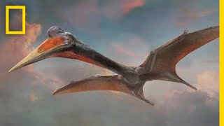 Pterosaurs 101  National Geographic [upl. by Arakaj]