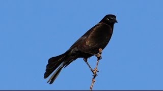 Common Grackle Flock Leader Call [upl. by Hamlin494]