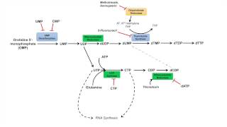 Pyrimidine Synthesis and Salvage Pathway [upl. by Finah160]