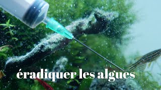 Comment Eradiquer Les Algues Dans Un Aquarium [upl. by Ahsauqram]