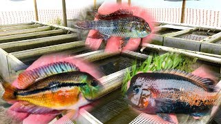 PRIVATE Rare Cichlid Fish Farm Tour [upl. by Safoelc629]