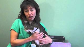 How to induce vomiting in cats  Dr Justine Lee [upl. by Leohcin]