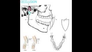 Occlusion Part 1 [upl. by Ardnwahs]