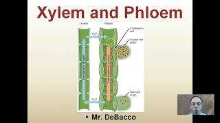 Xylem and Phloem [upl. by Ahsekan]