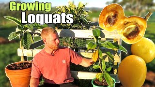 Growing Loquat Trees From Seed  Chinese Plum  Ep3 [upl. by Adnerad628]