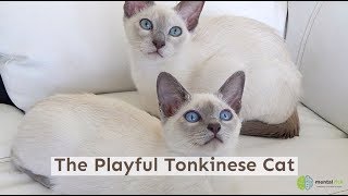 The Playful Tonkinese Cat [upl. by Eciruam126]