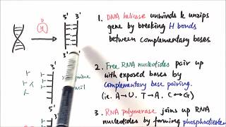 AS Biology  Transcription OCR A Chapter 310 [upl. by Alemahs555]