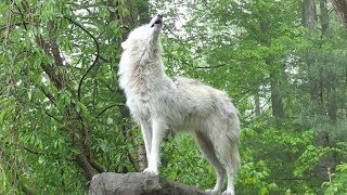 What 30 Wolves Howling Sounds Like [upl. by Sheilah]