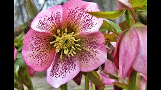 Plant Review Lenten Rose Helleborus hybrids [upl. by Jabe]