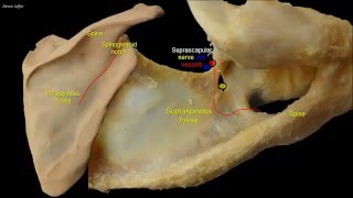 Osteology of the scapula [upl. by Vedetta]