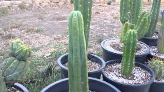 Trichocereus collection review and questions [upl. by Eycal]