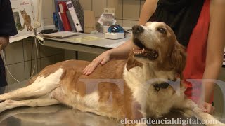 Los secretos de la quimioterapia para perros [upl. by Eedebez]