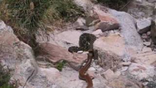 Snake Fight to the Death  Cape Cobra vs Puff Adder [upl. by Revkah]