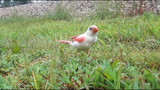 RARE quotAlbinoquot WHITE Cardinal  Leucistic Cardinal birding birds [upl. by Venuti]