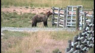 Grizzly Bear chased off by cows Yellowstone [upl. by Jerusalem40]