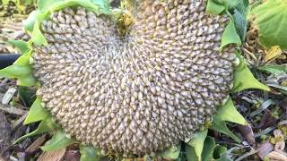 When and How to Harvest Sunflower Seed Heads [upl. by Leunamesoj486]