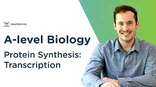 Protein Synthesis Transcription  Alevel Biology  OCR AQA Edexcel [upl. by Kcired]