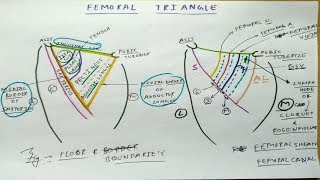 Femoral Triangle Anatomy Part 1  Diagram Boundaries Content Femoral Sheath [upl. by Lyndes]