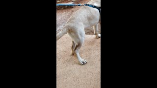 Hind Leg Bend Problem in PuppyDogs [upl. by Hilliary]