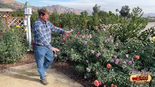 Hybrid Tea vs Floribunda vs Grandiflora [upl. by Alden]