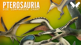 PTEROSAURS  size comparison and data Flying reptiles [upl. by Bonneau]