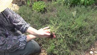 How to Grow and Use Thyme [upl. by Mattland]