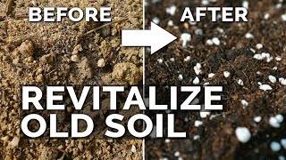 2 Easy Methods to Revitalize OLD Potting Soil [upl. by Homerus]